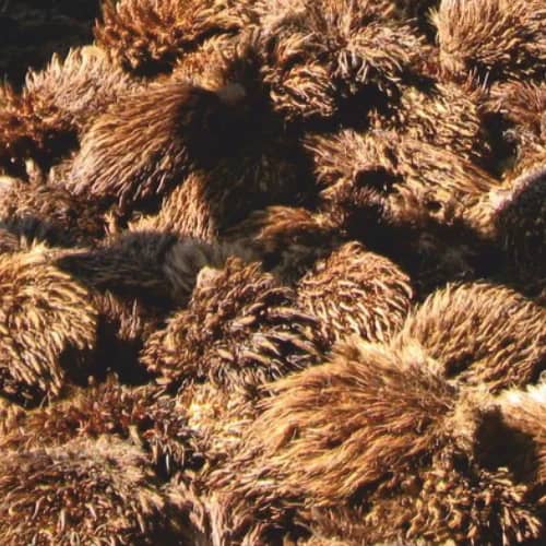 Palm fruit bunches at a Nigerian processing site